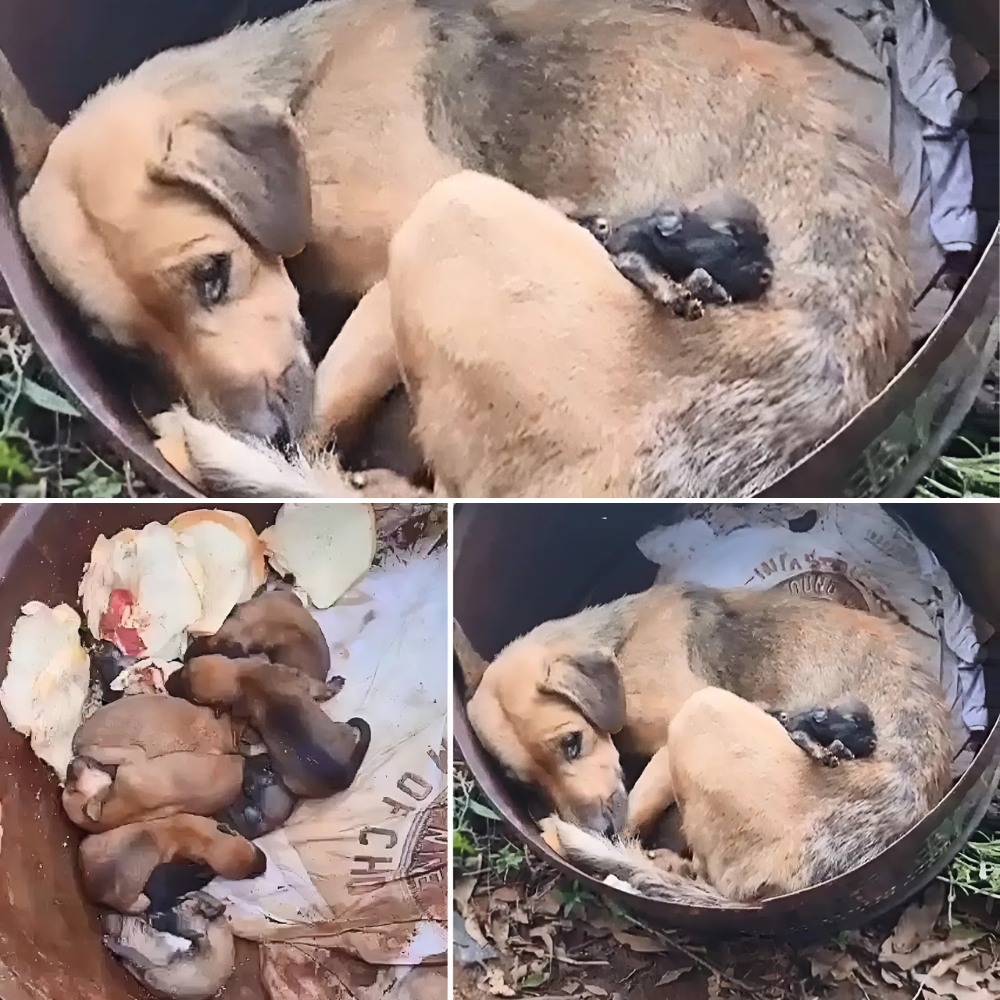 Dolor sin fin: una madre deambula entre la basura, agotada por luchar contra una enfermedad, solo para mantener con vida a sus cachorros… AL