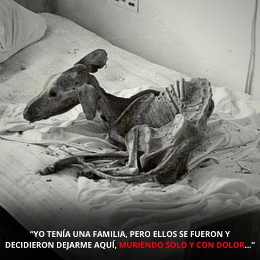 Tenía una familia. Tenía un nombre. Pero ahora solo soy un cadáver seco, abandonado, olvidado, acurrucado en un apartamento ruinoso donde nadie regresa. Se han ido… y decidieron abandonarme para morir solo y con dolor… AL