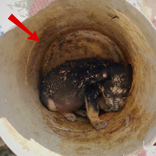 El cachorro fue cruelmente abandonado en una alcantarilla desierta, sin comida ni agua. Sobrevivió solo con agua de lluvia, basura y dolor constante… hasta que un milagro de Dios. AL