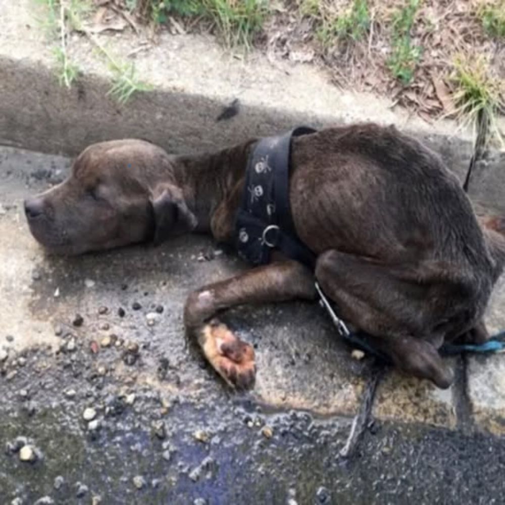 Abandonado en la naturaleza, el pobre perro yacía acurrucado al costado del camino, con los ojos cerrados, como si esperara el último milagro de los humanos… AL