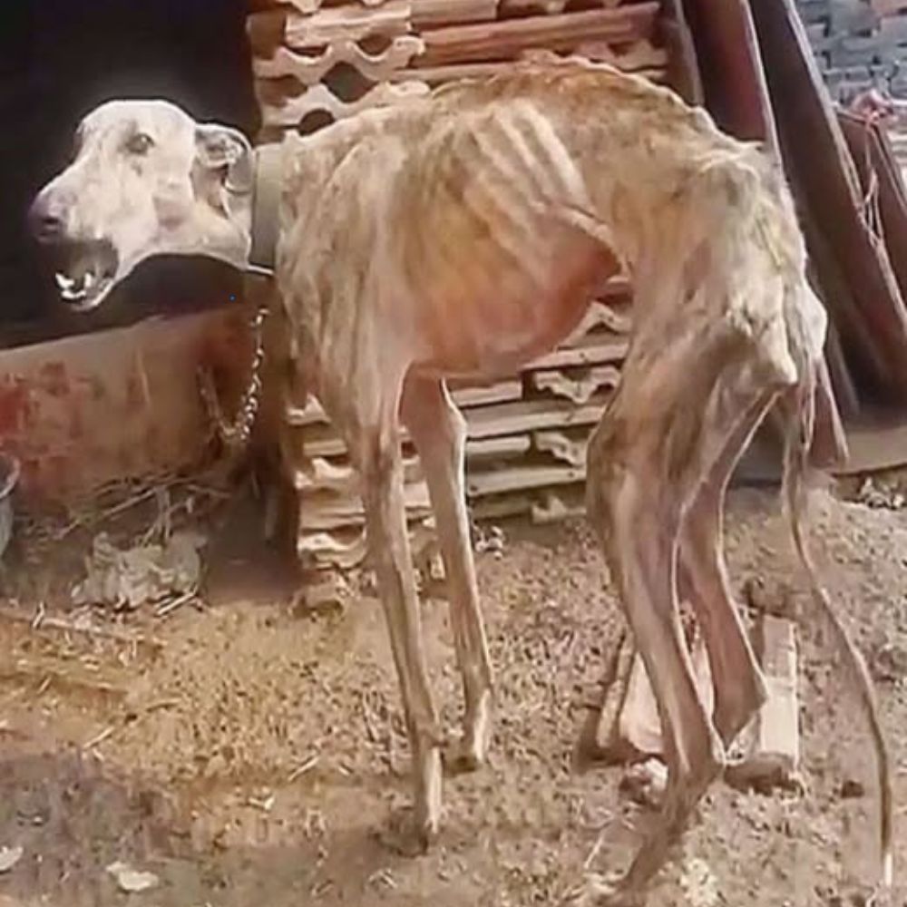 10 años atrapada en la oscuridad y el silencio desesperanzado: Luna, la perrita de ojos nublados por el dolor, finalmente tocó el amor verdadero por primera vez en su vida. AL