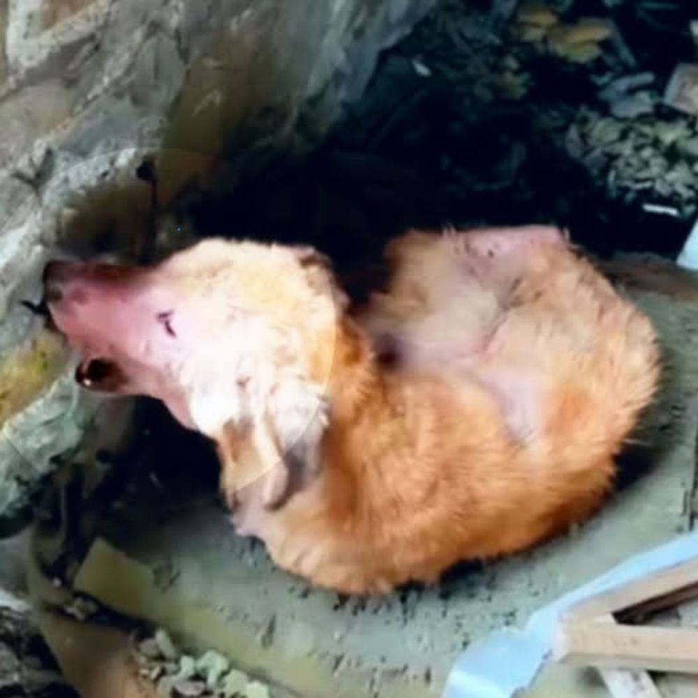 Atascado durante días sin comida, el pobre perro estaba tan desesperado que tuvo que masticar ladrillos para aferrarse a su frágil vida… AL