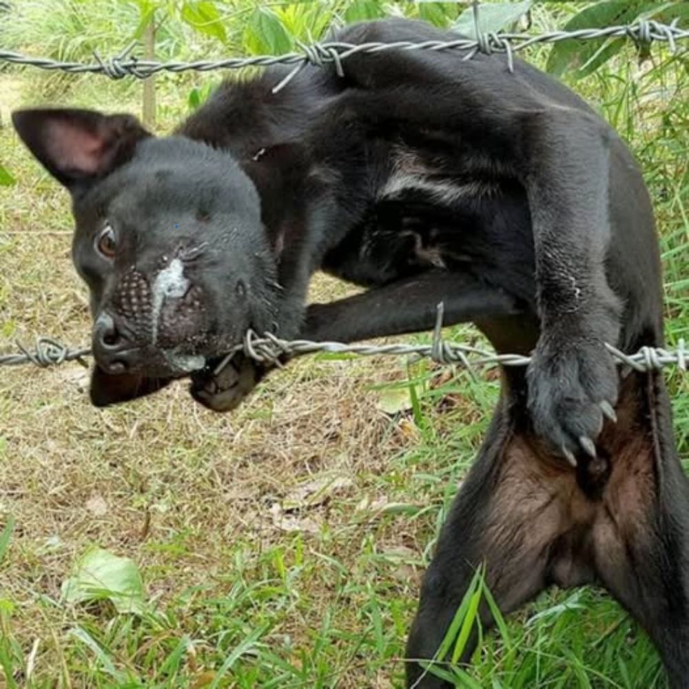 El alambre de púas se clavó profundamente en su carne; el pequeño perro negro temblaba desesperado, con los ojos llorosos mientras lloraba, rogando por una mano salvadora… YNL
