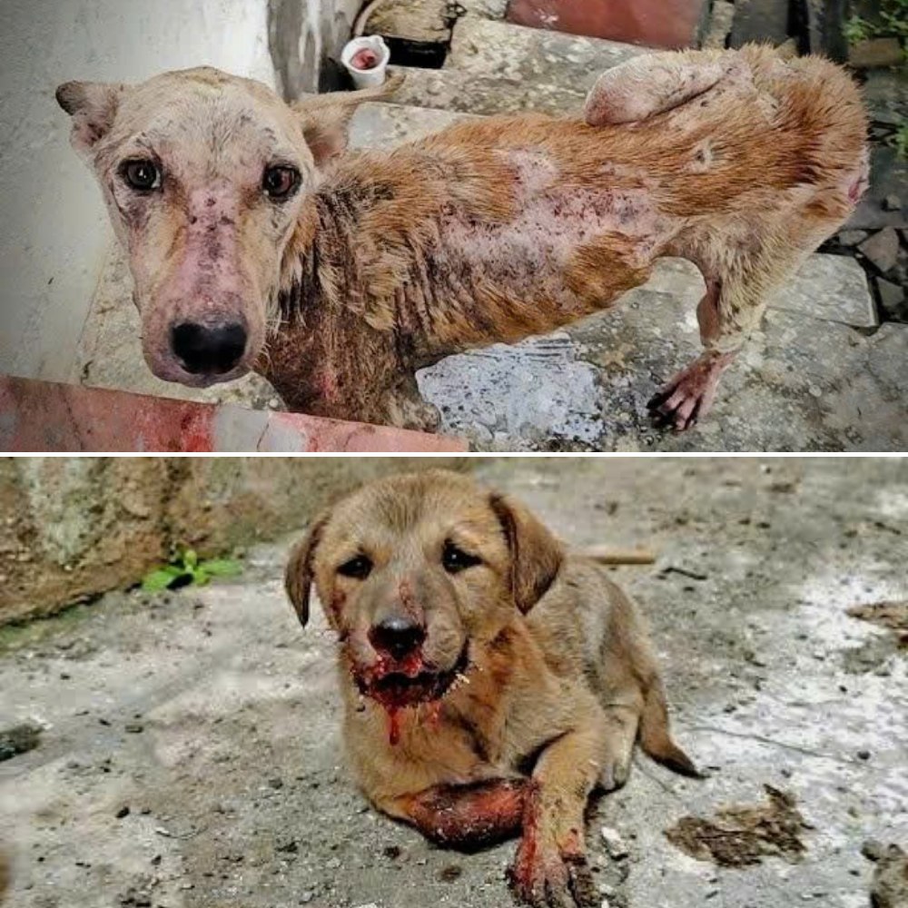 “No tengo miedo de morir… solo tengo miedo de que nadie me encuentre” —el perro flaco caminaba en la noche fría, sus ojos suplicando una mano salvadora en un mundo que lo había olvidado. YN