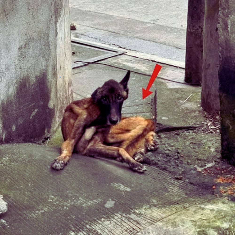 Se estremeció en busca de calor… pero solo recibió una patada y una mirada de disgusto, antes de ser arrojado a la calle como basura. YN