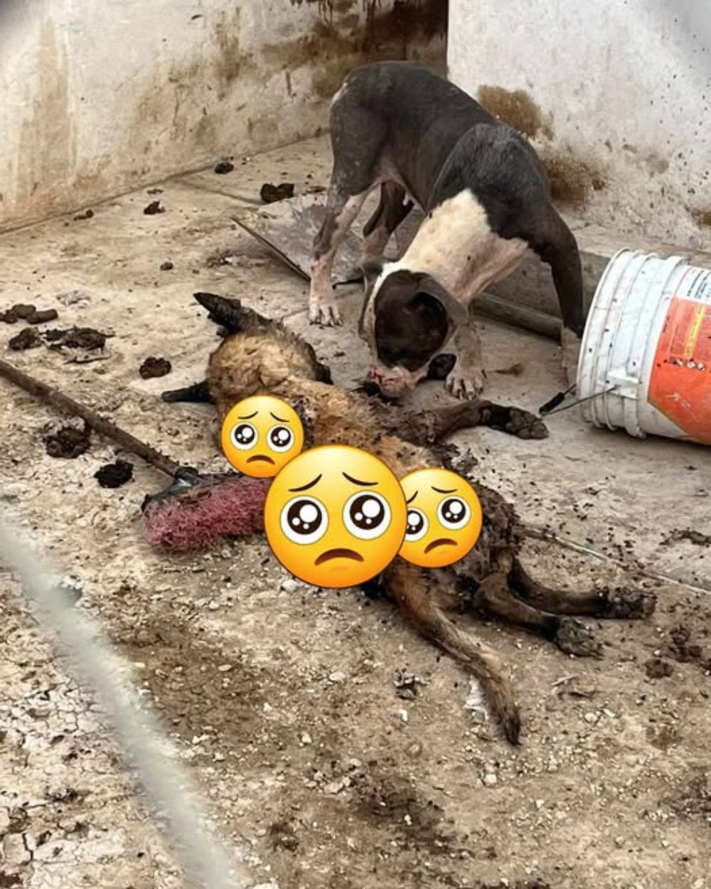 Encerrados en la oscuridad durante días sin comida, temblaban y se miraban unos a otros, desesperadamente entre la vida y la muerte… hasta que uno se vio obligado a comer para sobrevivir. YN