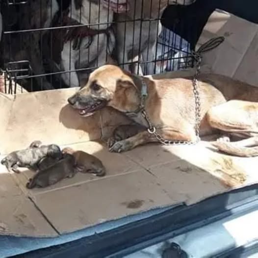 Golpeado y abandonado por su dueño, el perro yacía en silencio al costado del camino en agonía; sus ojos nublados sólo eran capaces de pedir un último rayo de piedad por parte de los humanos…