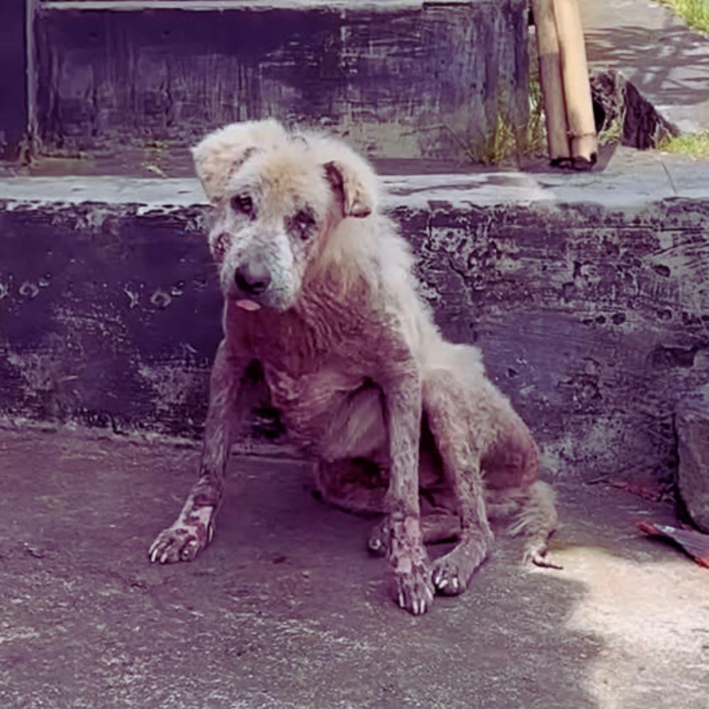 Un fiel guardián de la casa durante toda su vida, pero cuando era viejo y débil, fue abandonado por su amo. Él observaba, sin entender por qué la persona que más amaba le dio la espalda… YN