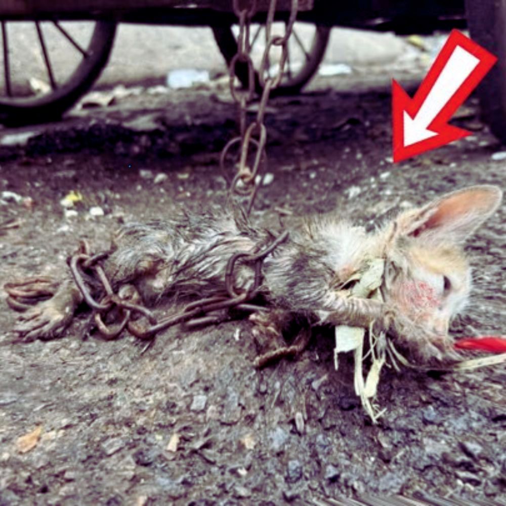 Inimaginablemente cruel: Un pequeño e inocente perro fue abusado sexualmente y luego arrojado en medio de la basura y el barro, creando una tragedia de la que incluso la humanidad debería avergonzarse… YN