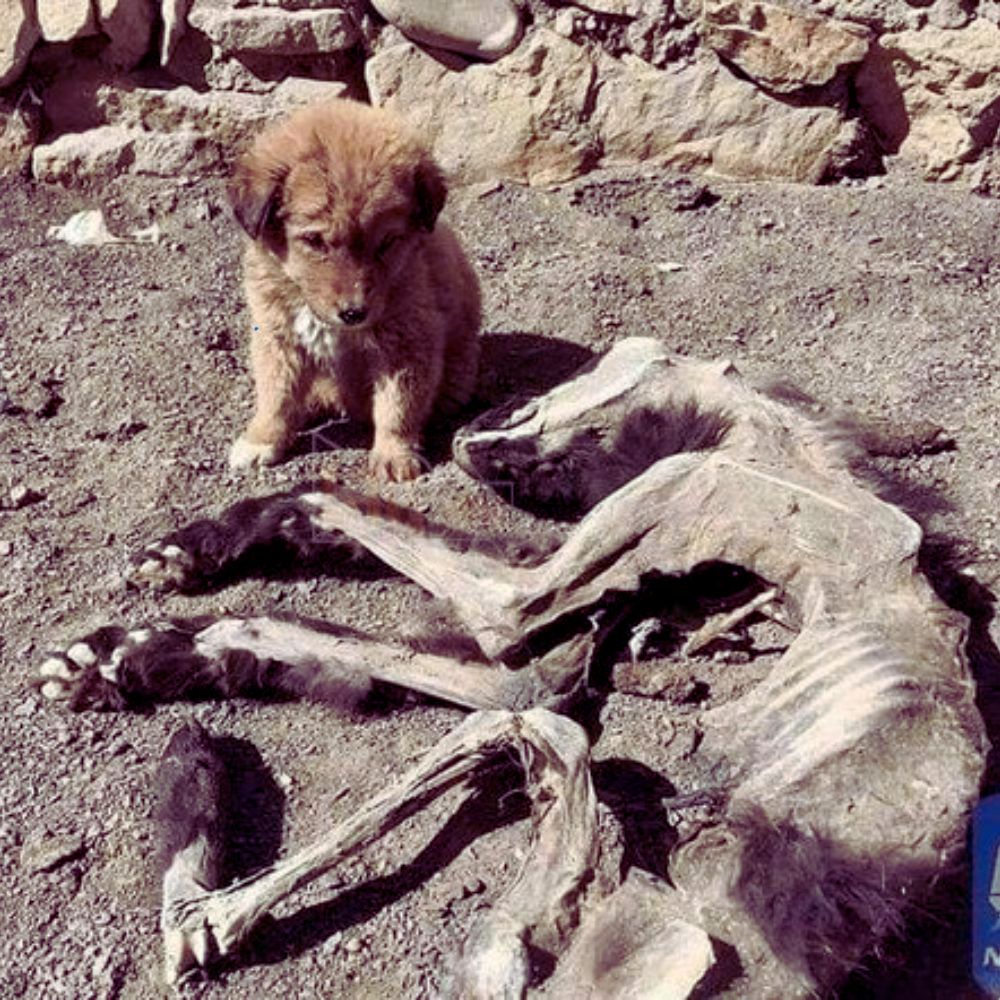El hedor a muerte llenaba el denso bosque, pero el perrito aún reposaba la cabeza en el pecho de su madre; donde antes latía su cálido corazón, ahora solo había silencio. El niño nunca supo que el amor a veces termina… pero quienes se quedan no pueden ser abandonados. YN