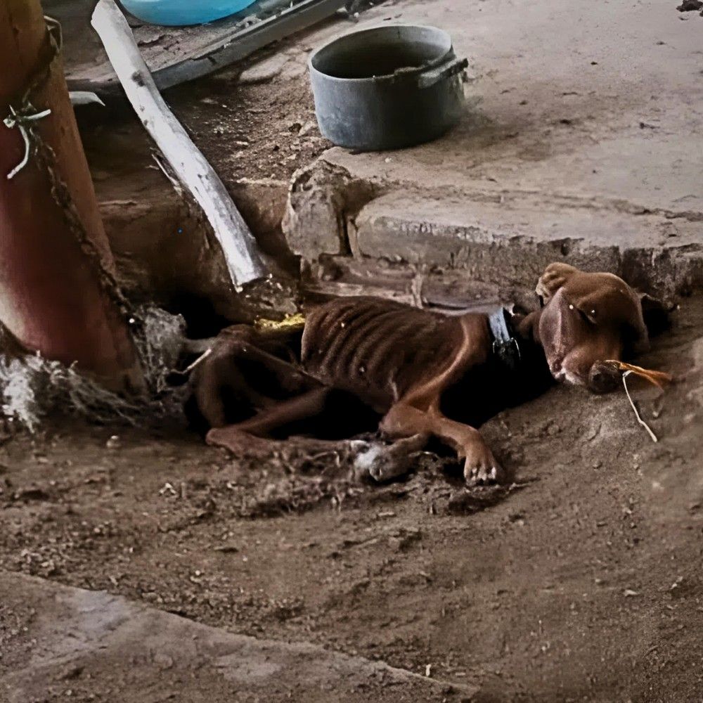El perro estaba tan flaco como un esqueleto andante, con los ojos apagados y respirando débilmente en una jaula sucia; el dueño no lo cuidaba, solo lo veía como una máquina de hacer dinero sin corazón… YN
