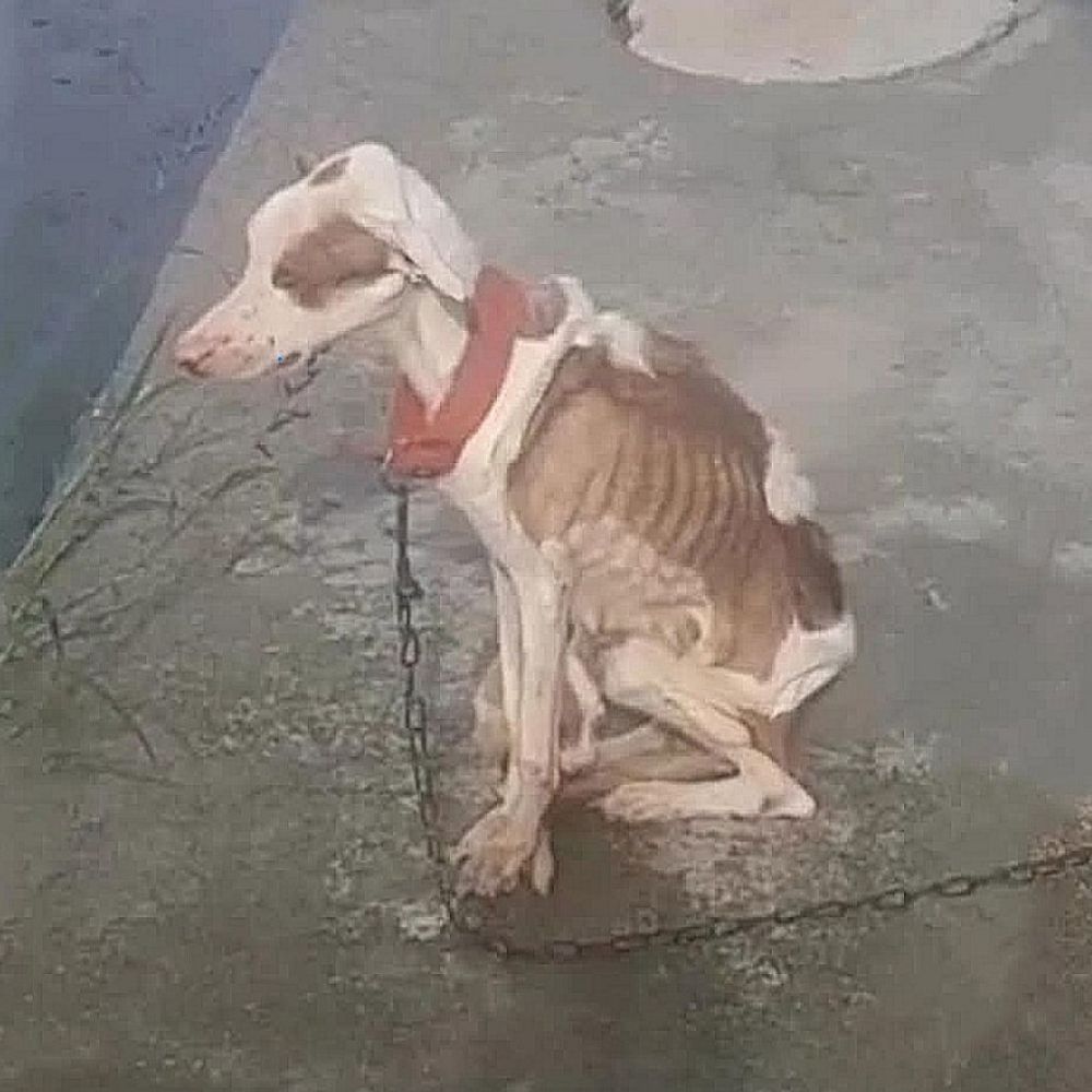 “No sé qué hice mal… solo sé que tenía mucha hambre, mucho frío y seguía esperando a que alguien volviera”. — La imagen de un perro flaco, con la cabeza gacha en silencio junto a una cadena oxidada, rompió el corazón de los espectadores. YN