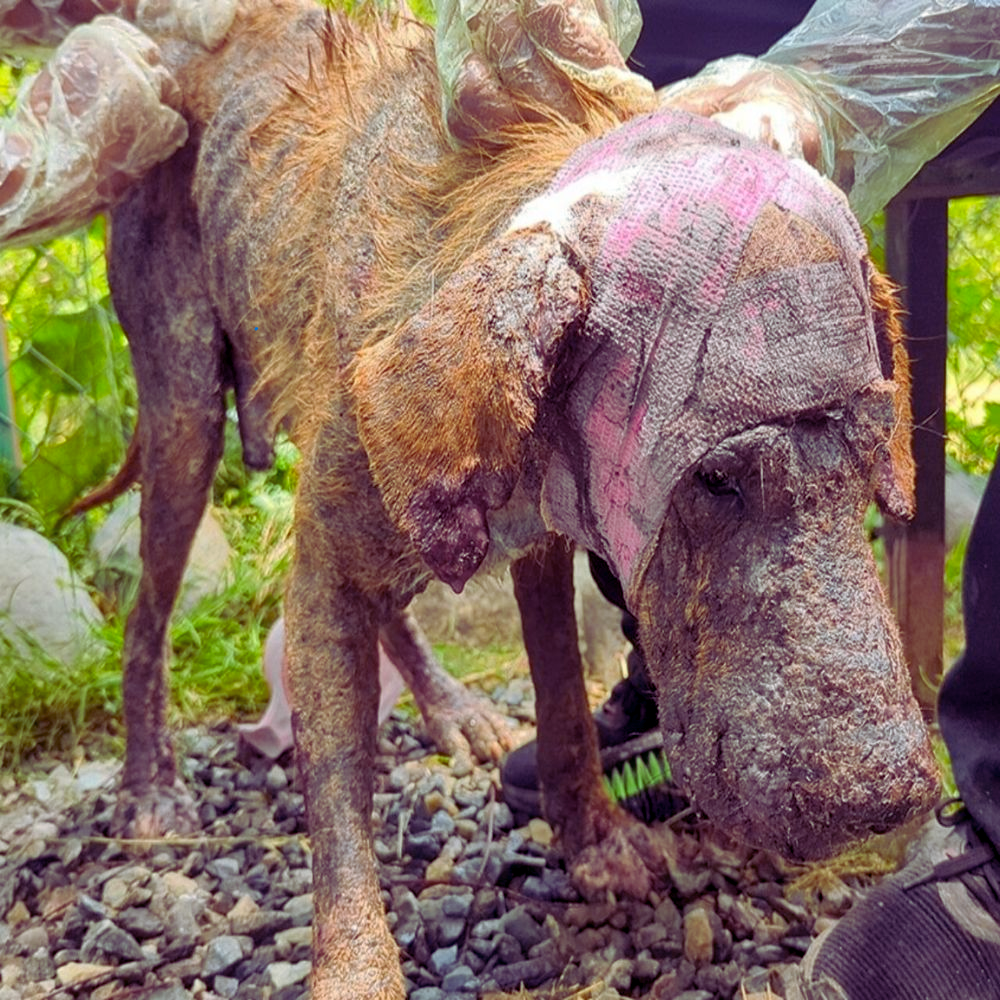 El perro abandonado, con el cuerpo quemado, las orejas desgarradas y los ojos llenos de lágrimas, suplicaba un día más de vida… YN