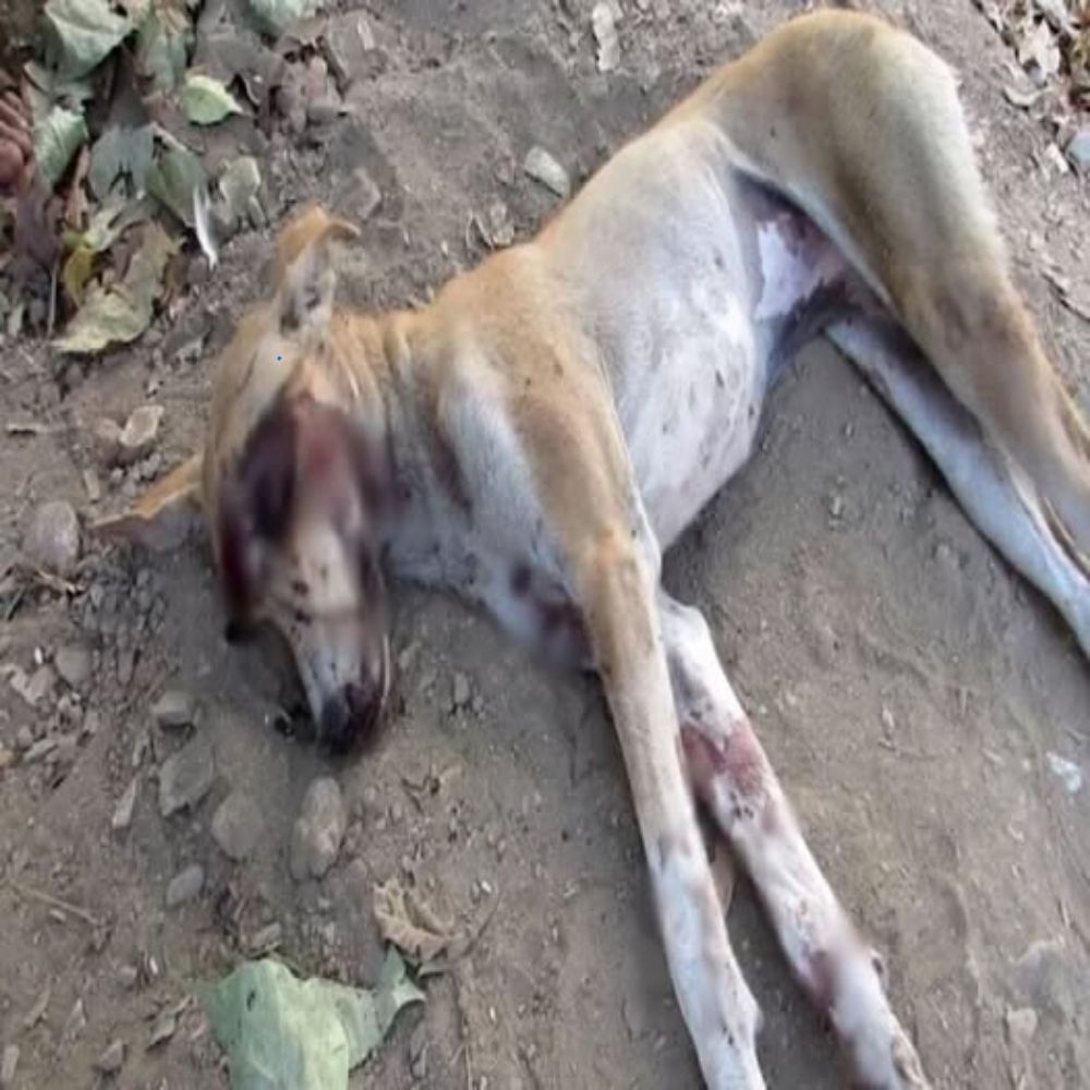 Los ojos, antes claros, eran ahora solo dos cuencas oscuras… el pobre perro yacía temblando, inmóvil, esperando un milagro entre la tierra seca y las hojas caídas. YN