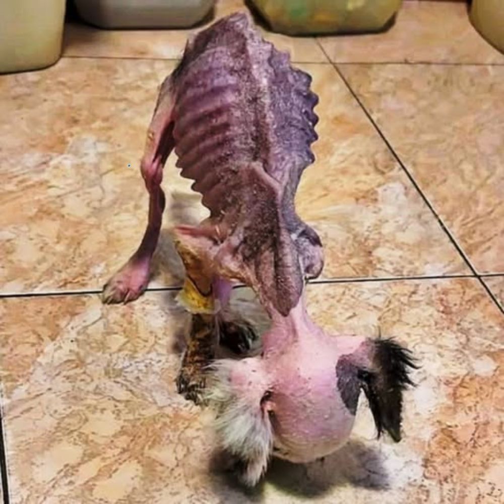 Piel y huesos, cuerpo desnudo y patas temblorosas… este pobre perro intenta sobrevivir en la frágil frontera entre la vida y la muerte… YN