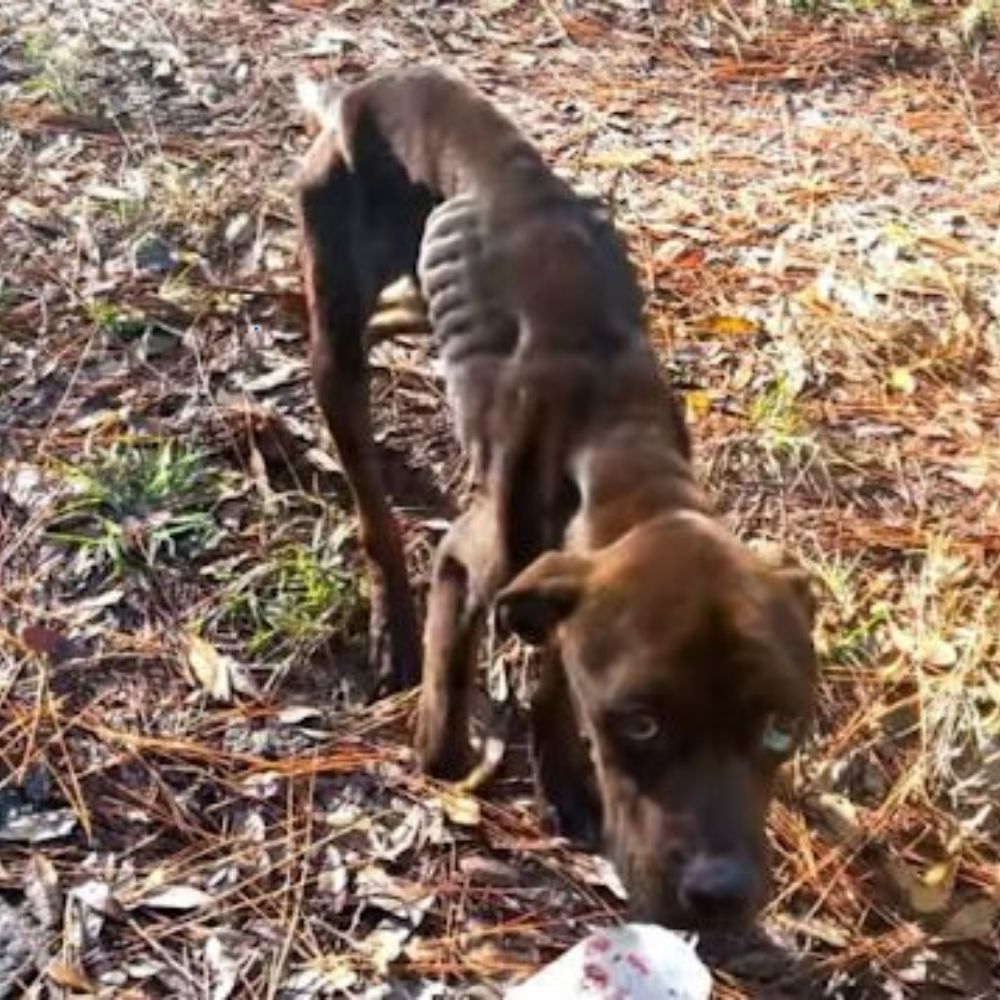 Ridiculizado, despreciado, abandonado… su cuerpo estaba deformado, pero su alma aún temblaba, implorando amor. En silencio, abrazó su dolor y lloró, cada lágrima mezclándose con su corazón roto… YN