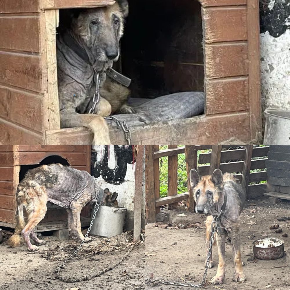 El viejo perro demacrado, encadenado por el cuello, temblaba en la destartalada casa de madera; sus tristes ojos parecían implorar calor y amor una vez más… YN