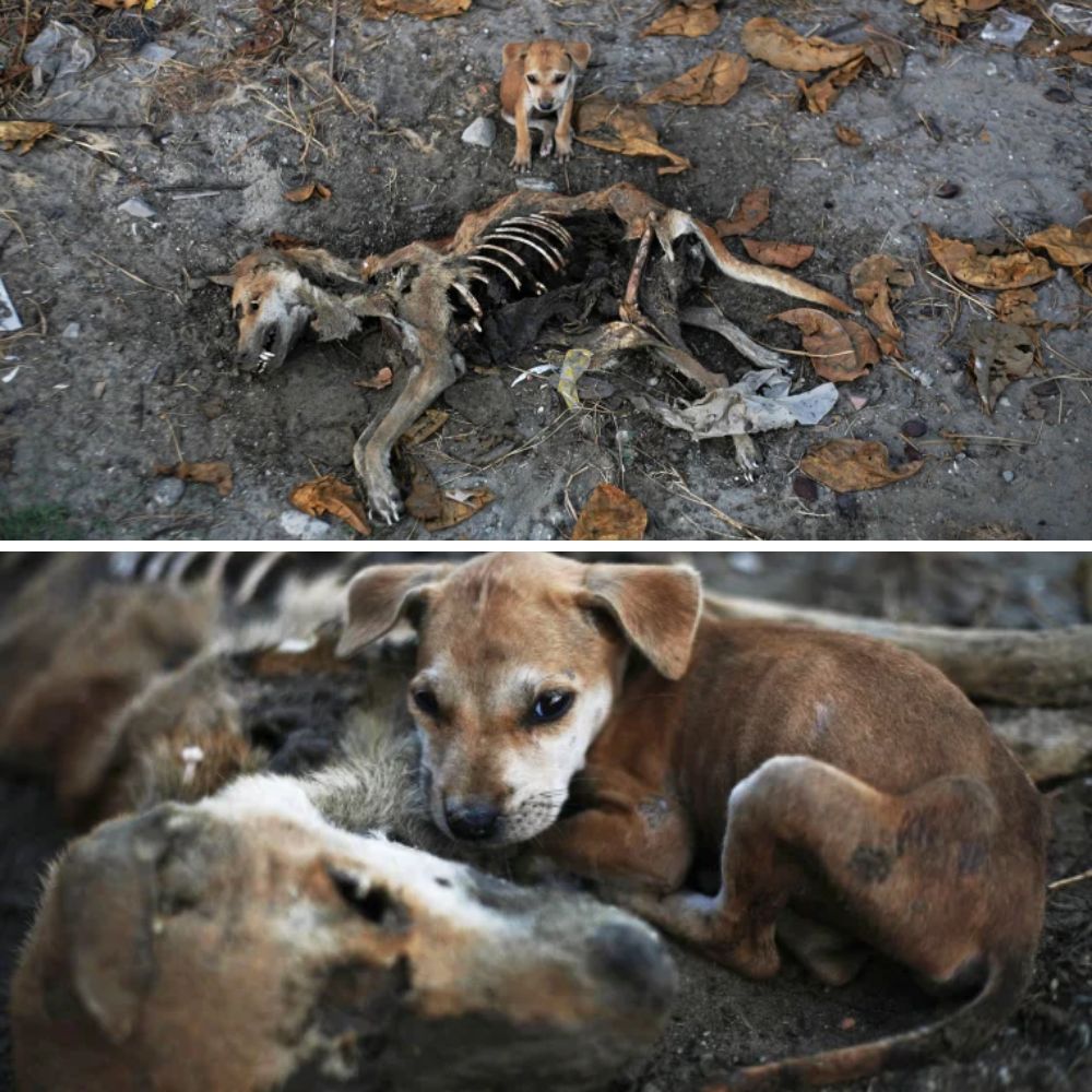 ¡Qué desgarrador! Una pequeña criatura junto a su madre fallecida, ¡la soledad y la compasión te desgarran el corazón! .AL