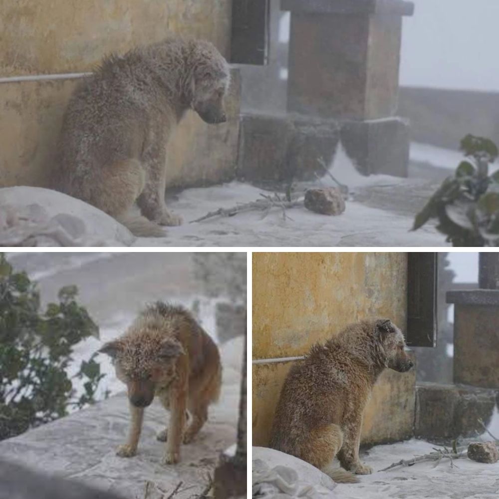Frío helado en Canadá: ¡Pobre perro encerrado en la nieve blanca, temblando esperando una mano salvadora! AL