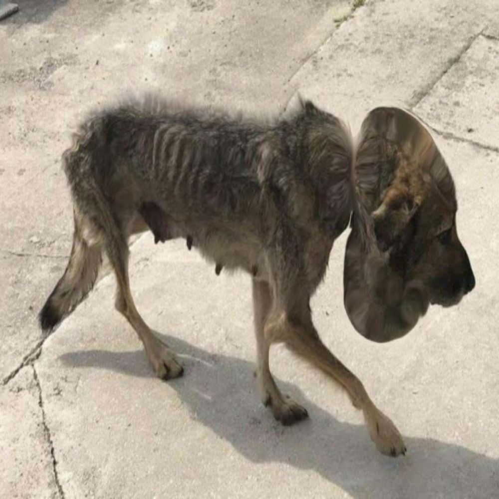 El perrito estaba atado fuertemente alrededor de su cuello con una cuerda, su cuerpo era flaco y sus ojos rogaban por vida: cada respiración era una lucha por la supervivencia que hacía que cualquiera que lo presenciara se ahogara. AL