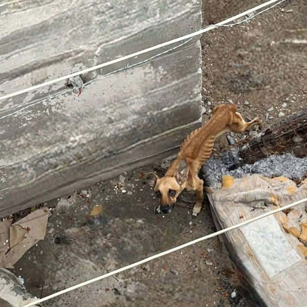 Las costillas y caderas del perro eran claramente visibles, su cuerpo temblaba como si estuviera a punto de colapsar, sus ojos brillaban y temblaban mientras rogaba por una oportunidad de vivir, abandonado solo en las frías calles de Hermosillo, Sonora. AL