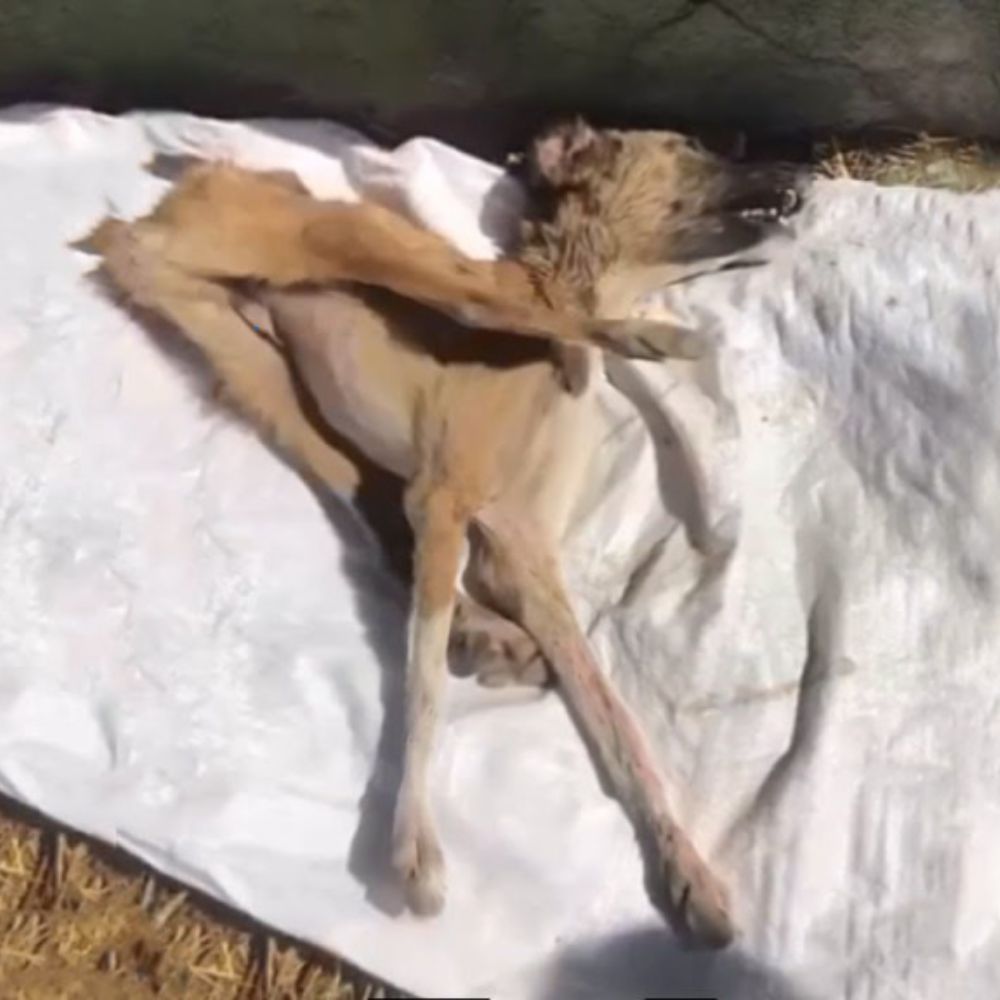 En la fría carretera, el cachorro fue atropellado por un coche, yaciendo en silencio, su pequeño cuerpo temblando de dolor, sus ojos brillantes como si transmitieran un dolor que nadie escuchó. AL