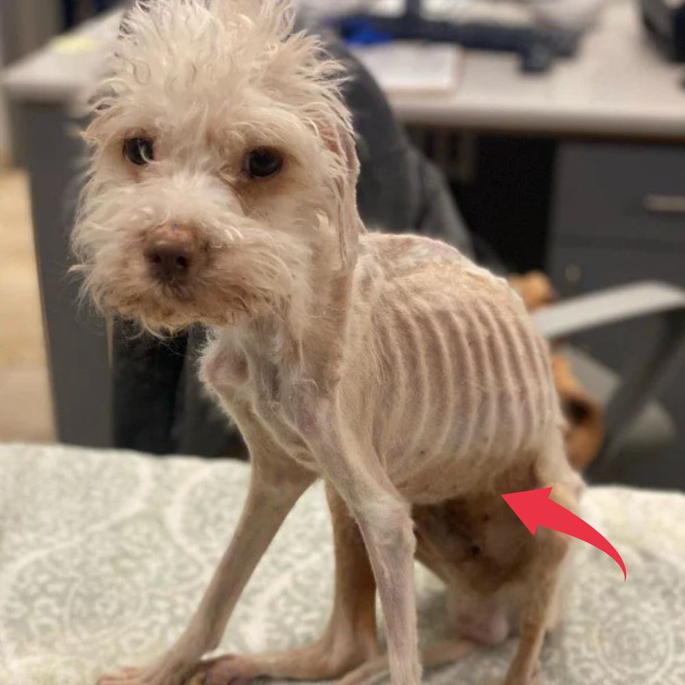 Una pesadilla que dura más de medio año: un perro abandonado en un oscuro almacén, que sobrevive únicamente con los ratones y grillos que quedan. AL