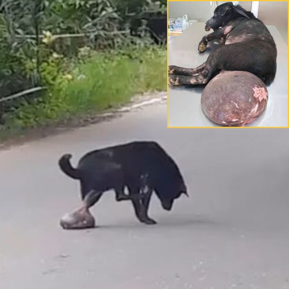 En el umbral de la muerte, la mirada suplicante del perro se convirtió en una herida que nunca sanó en los corazones de los testigos. AL