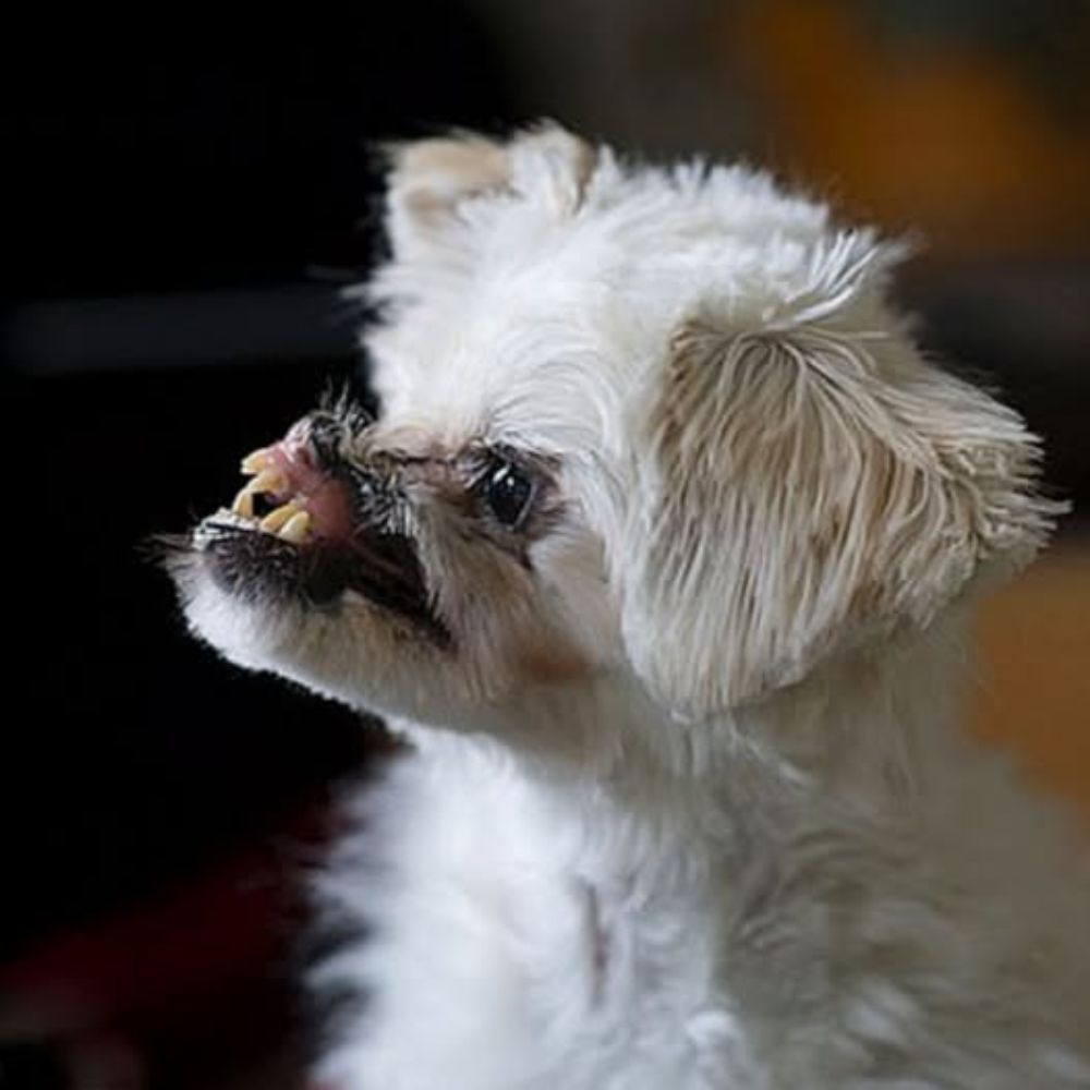 ¡Lágrimas! El perro con la cara deformada aún brilla de fe y deseo de ser amado como cualquier animal normal. AL