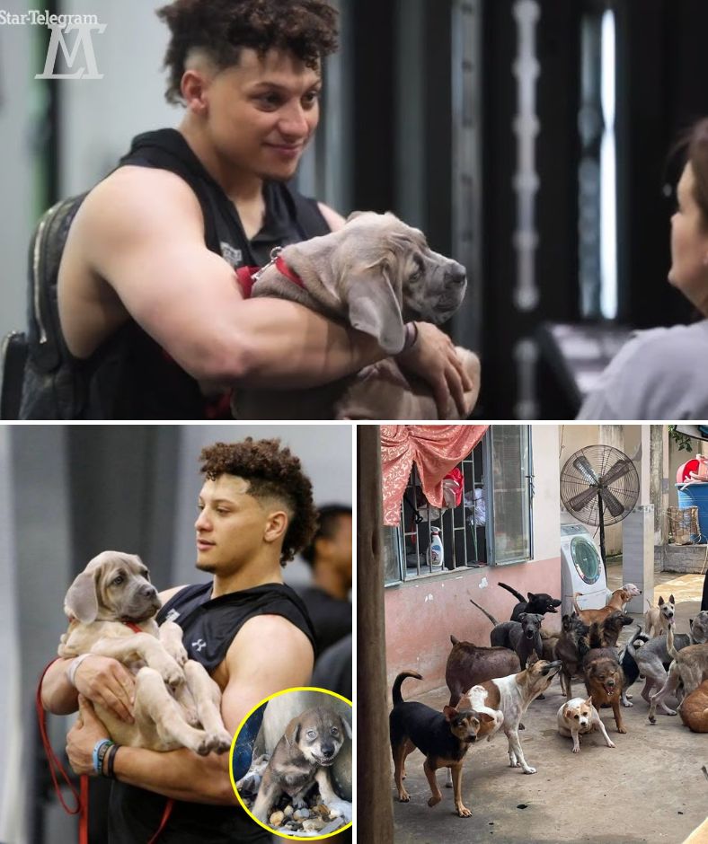 EMOTION OVERLOAD: Patrick Mahomes quietly arrives at a rescue camp, saves the lives of 19 dogs before being euthanized, leaving shelter staff and fans in tears – a tearful story between the NFL superstar and the little lives. AL