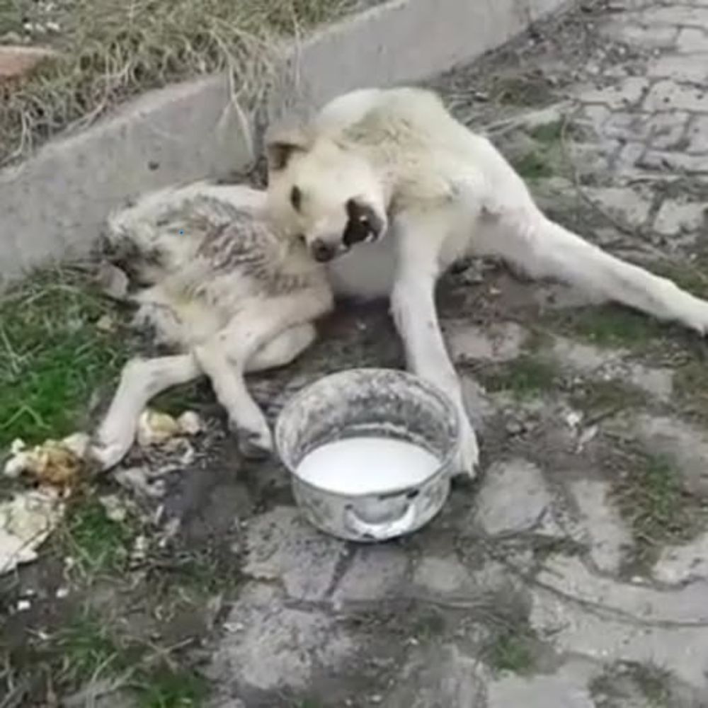 ¡Extremadamente doloroso! El perro flaco y tembloroso yacía a un lado de la carretera, con el único tazón de leche aguada que un transeúnte le había dado por gentileza frente a él. Tenía la mirada perdida, su cuerpo demacrado hacía llorar desconsoladamente a cualquiera que lo viera. AL
