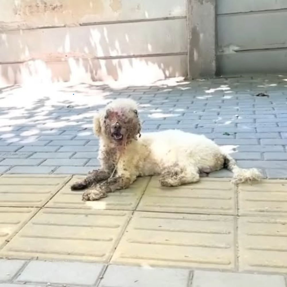 Dolor extremo: El perro estaba demacrado, con llagas por todo el cuerpo, su boca llena de pus, sus ojos ciegos, desplomado en la fría acera, ¡sus ojos pedían ayuda como si rogara por amor! AL
