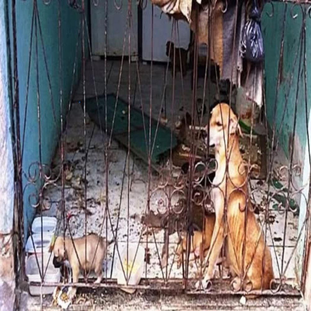 Encerrada tras rejas frías, la delgada madre perra todavía intenta proteger a sus cachorros hambrientos en medio de una casa llena de basura; sus ojos se secan con lágrimas como si solo pudiera esperar a que… alguien venga a salvarla… AL