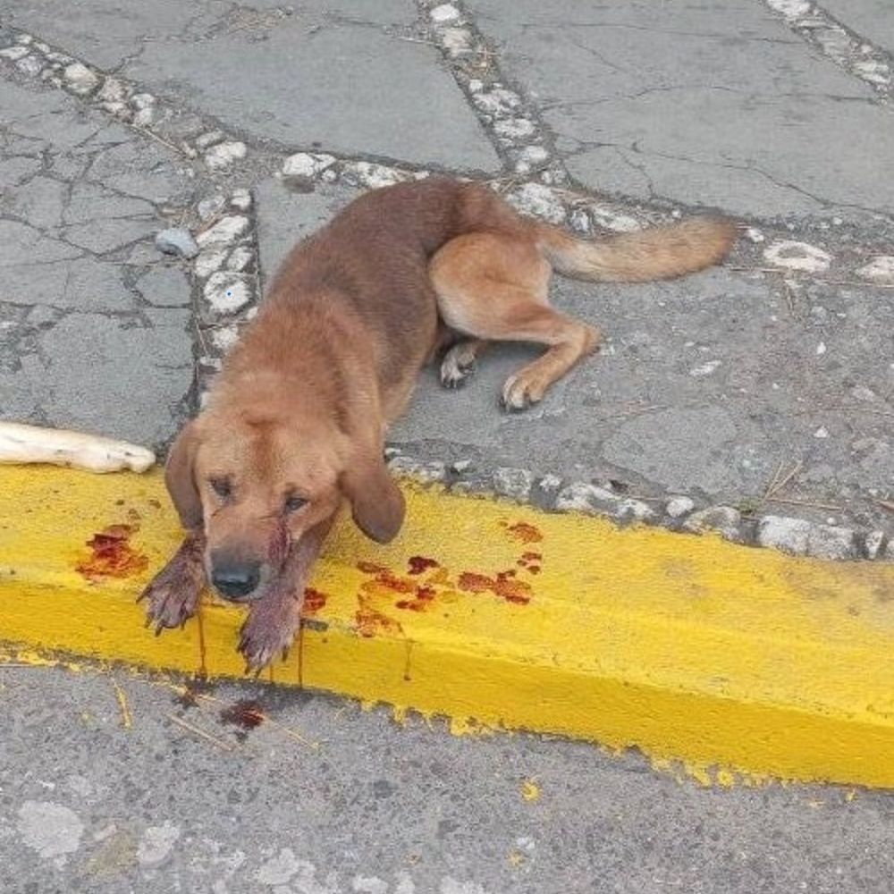 Golpeado y abandonado por su dueño, el perro yacía en silencio al costado del camino en agonía; sus ojos nublados sólo eran capaces de pedir un último rayo de piedad por parte de los humanos. AL