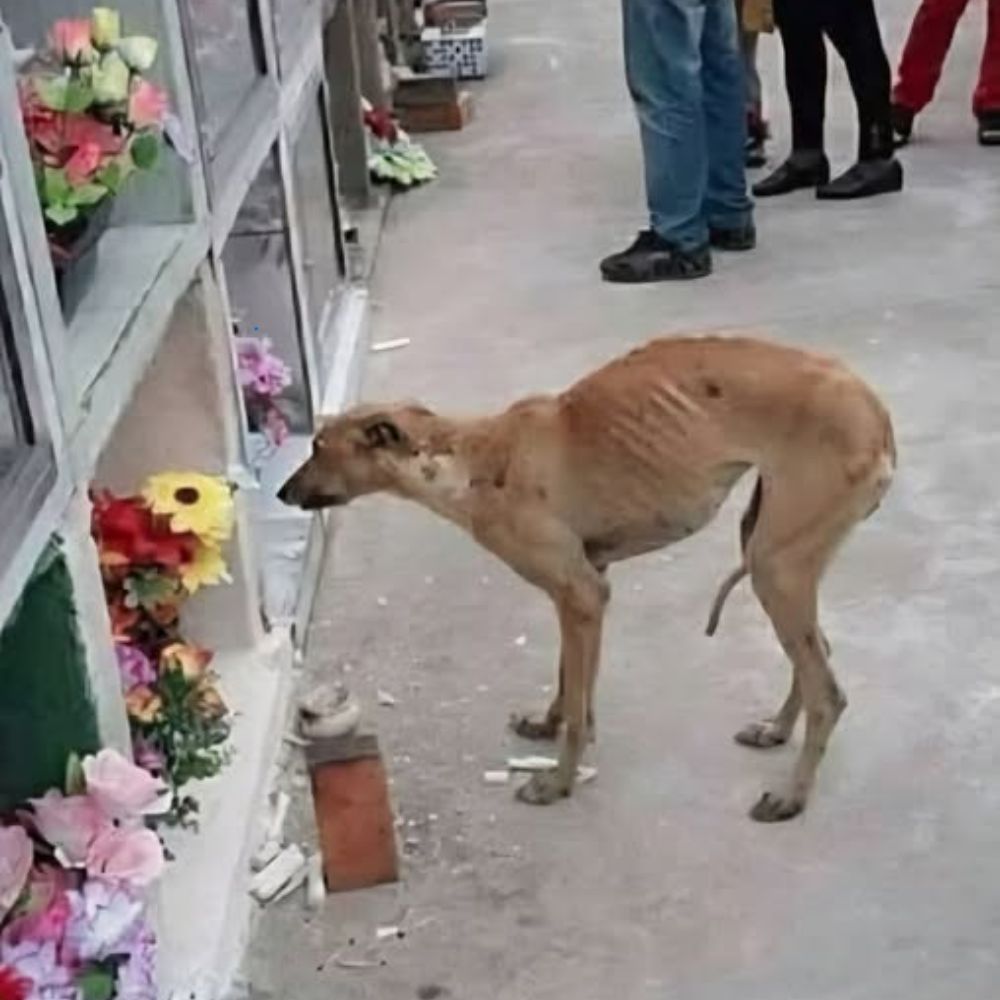 “Sigo esperando… aunque el mundo no tenga a nadie que nos devuelva” — el flaco perro permanecía en silencio junto a la tumba, con sus ojos vacíos como si buscara el calor de su dueño fallecido para siempre. YN