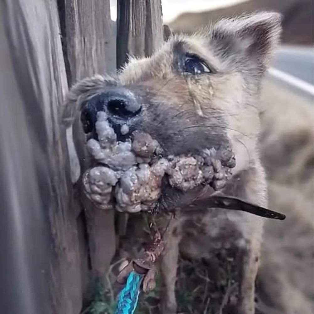 La máscara estaba corroída por el tumor, sus respiraciones eran débiles con cada latido, el perro todavía intentaba esperar un color que nunca llegaba… YN