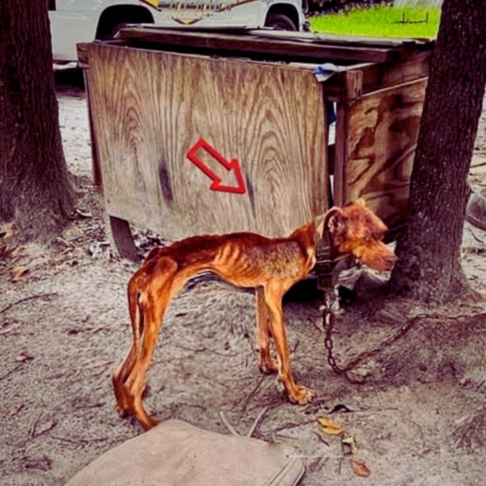 Golpeado, torturado y desechado como basura: un perro leal sobrevive a las crueles manos de su dueño; todo su amor se transforma en un dolor desesperado… YN