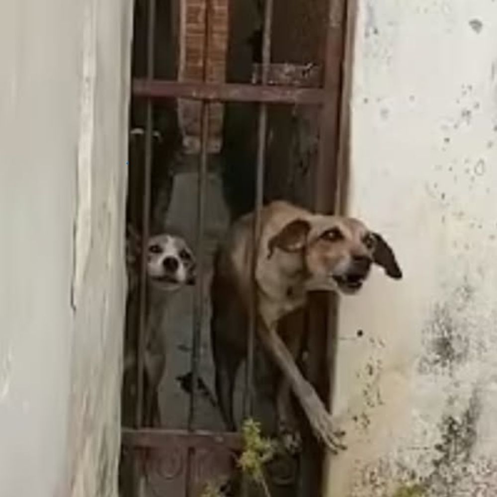 Encerrada en una habitación oscura, el cristal le cortó las piernecitas… intentó arrastrarse desesperada, pero cada paso de aquel a quien una vez llamó “dueño” la hacía temblar, gritar de miedo y dolor… YN