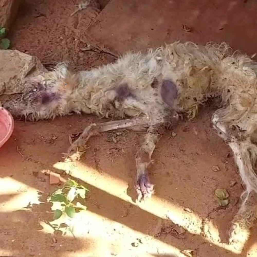 En la húmeda oscuridad del granero, el perro flaco, tuerto, yacía jadeando como una hoja marchita. Durante los últimos 180 días, había resistido en silencio, con lágrimas que se filtraban en la fría tierra… pero sus ojos restantes aún brillaban con un último rayo de esperanza, anhelando ser visto y amado por alguien. YN