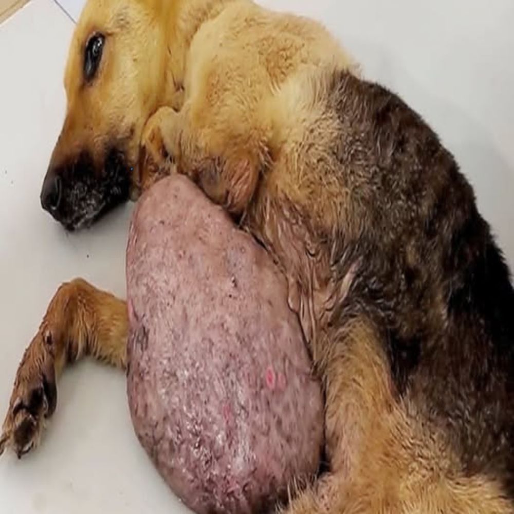 Solo y exhausto, el perrito temblaba de dolor; su cuerpo no era más que piel y huesos, sus ojos cerrados como si implorara un poco de calor en un mundo que había olvidado que alguna vez existió… YN