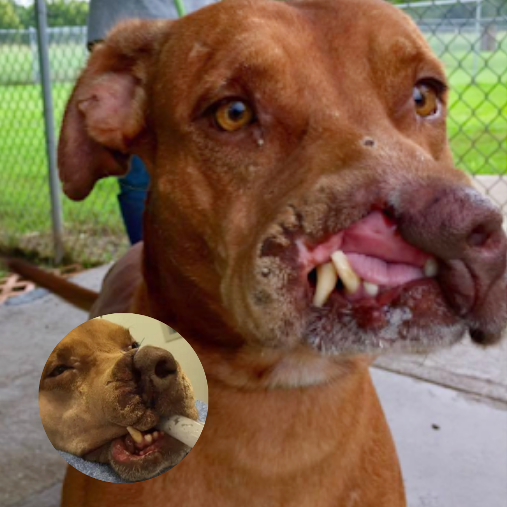 They Called Him ‘Ugly,’ They Ignored Him, They Rejected Him… But One Day, Bjarni’s Life Changed Forever  .DV