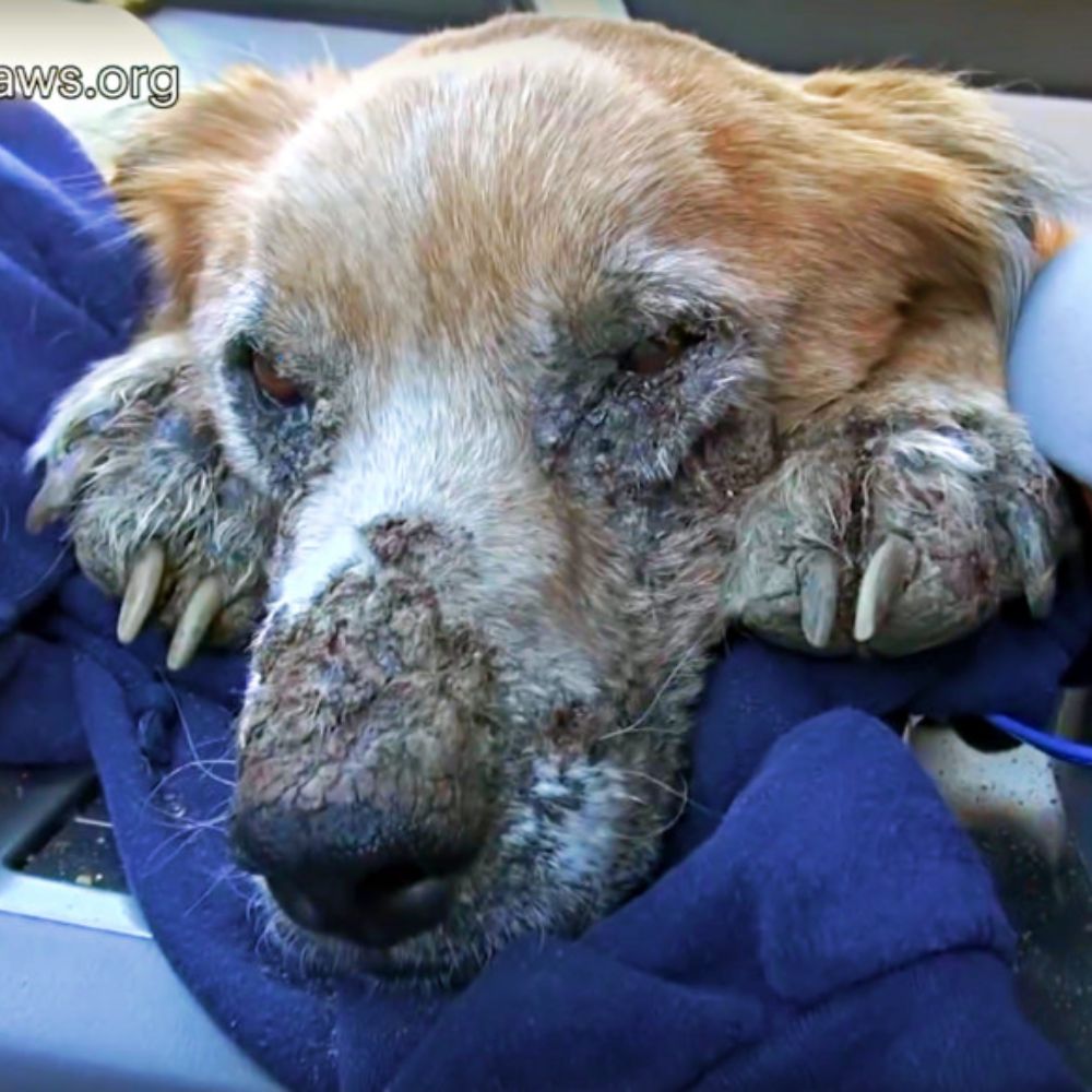 Ojos desesperados y doloridos: El pobre perro con la cara deformada, yaciendo tranquilamente como si pidiera un milagro para seguir viviendo… AL