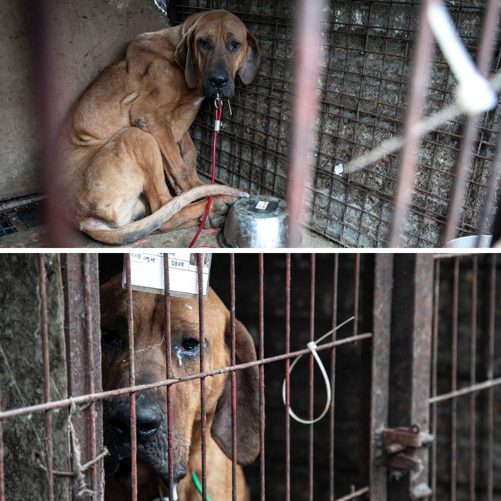 ¡Dios mío! Una pequeña criatura temblaba en las manos del traficante de perros, y sus ojos gritaban: “¡Por favor, sálvame!” .AL
