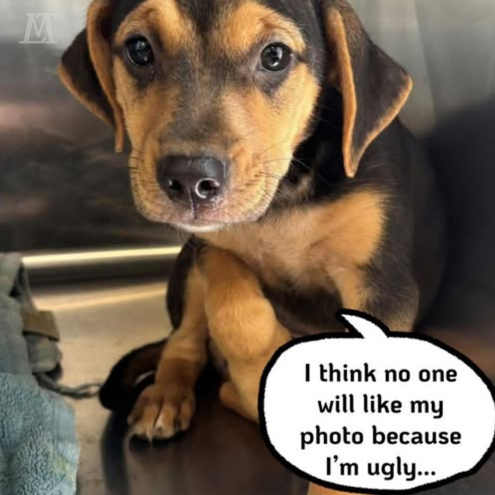 Little Pup Thinks He’s Too Ugly for Love — Let’s Prove Him Wrong. ML