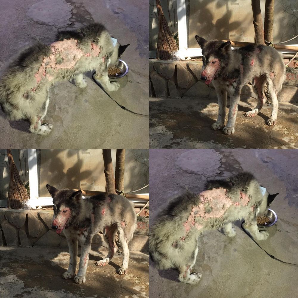 Tras ser expulsado de casa por su dueño debido a una “sarna repugnante”, el perro regresó, aunque solo fuera para echar un último vistazo al lugar que una vez llamó hogar… YN