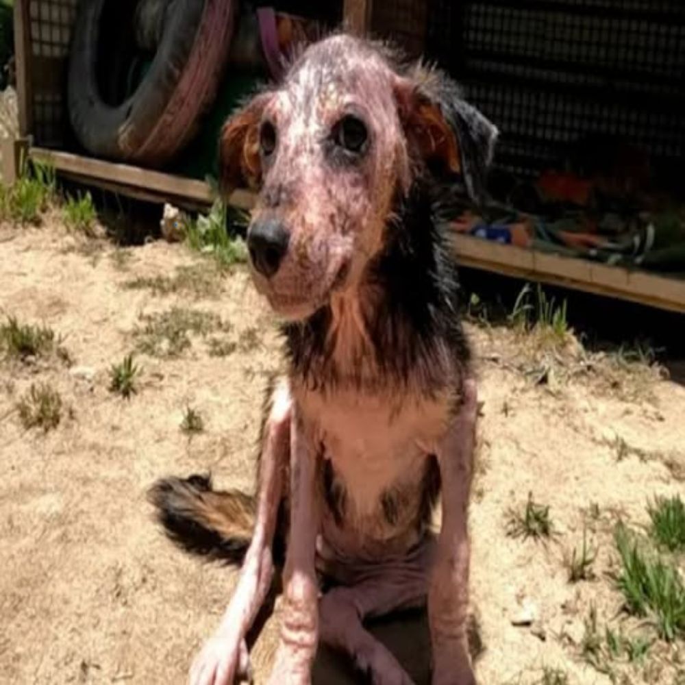 “Un solo abrazo cariñoso y volveré a sonreír…” — La imagen de un perro flaco, cubierto de heridas pero con los ojos aún brillantes de esperanza, conmueve a cualquiera que lo vea. YNL