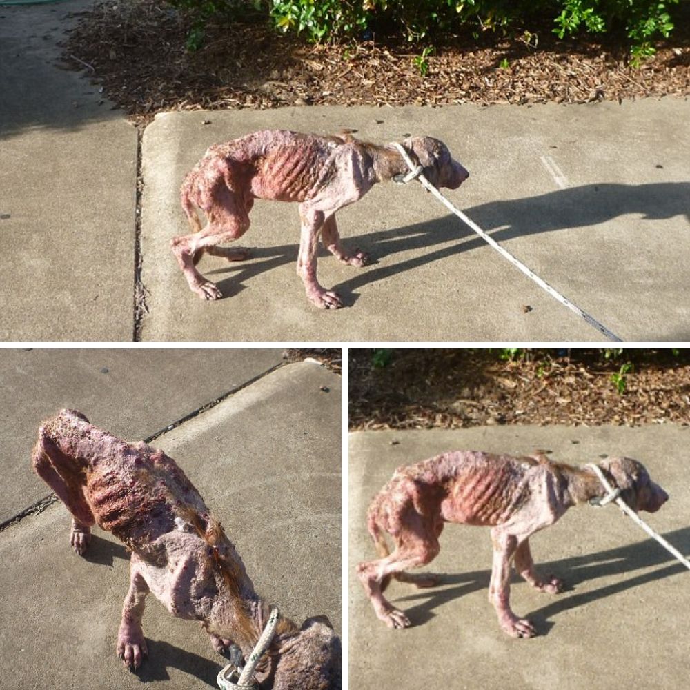 Tras pasar hambre durante más de 30 días, el fiel perro aún alzaba pacientemente la cabeza para mirar a su viejo dueño con ojos suplicantes, como si dijera: “Solo esta vez… por favor, ámame, no me abandones de nuevo…” yn