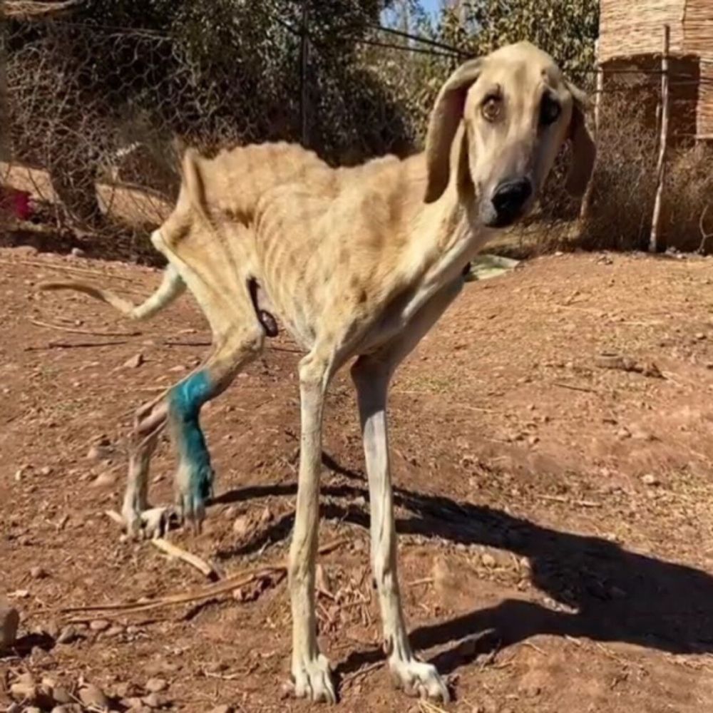 Abandonado durante casi medio año, temblando y exhausto, el fiel perro aún intentaba caminar, con los ojos vacíos pero llenos de una frágil esperanza: ser acariciado una vez, ser amado una vez… YN