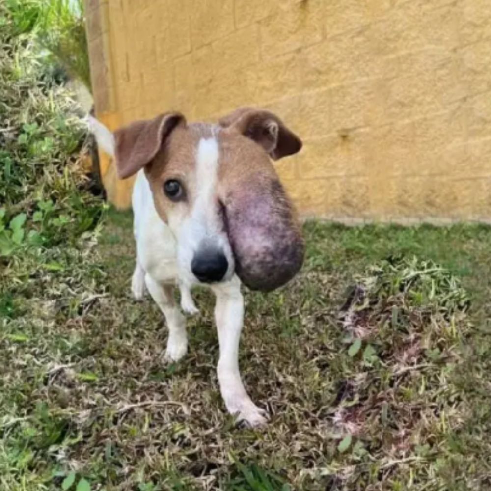 ¡Qué triste! El pobre perro tenía un tumor enorme en la cara; cada movimiento parecía un grito de dolor silencioso. Sus ojos tristes, reflejo de meses de sufrimiento, parecían decir: «¡Mírame… no me abandones!». YN