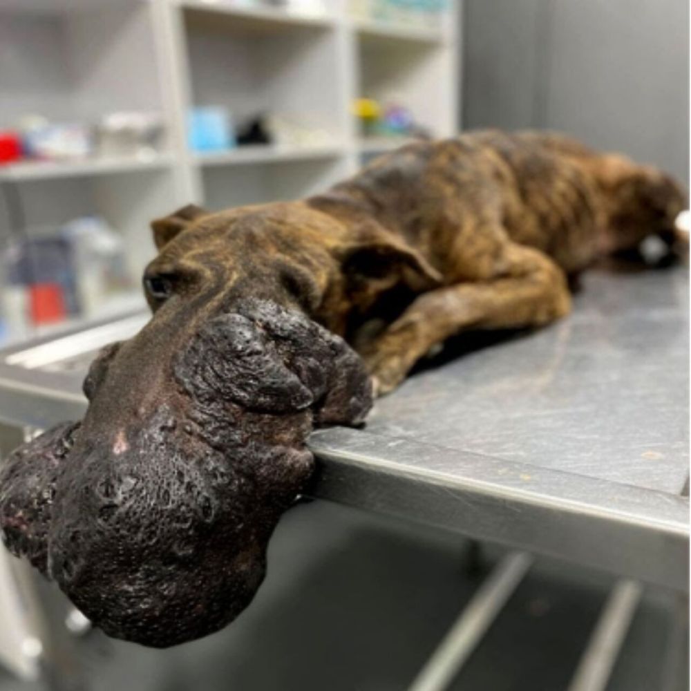 El tumor gigante deformaba el rostro del perro, su cuerpo temblaba y yacía inmóvil sobre la mesa de exploración veterinaria. Cada respiración era un frágil esfuerzo por sobrevivir, entre la vida y la muerte; sus ojos estaban llenos de dolor y del deseo de ser salvado… YN